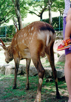 �p���Ȃ��̂ɂԁ`��Ԃ�